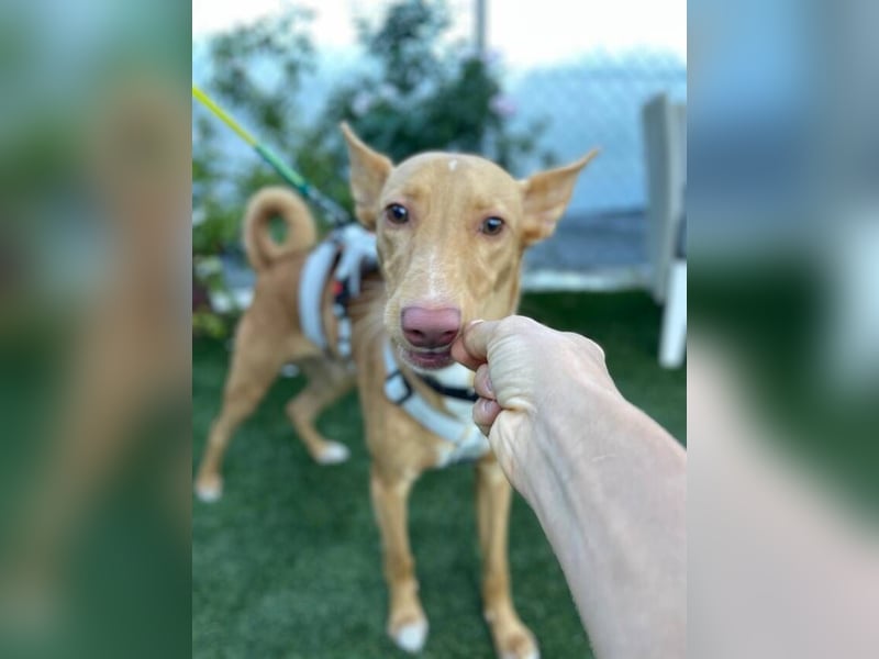 Caramelo (Spanien) – süßer Podenco mit Ringelschwänzchen sucht seine Menschen