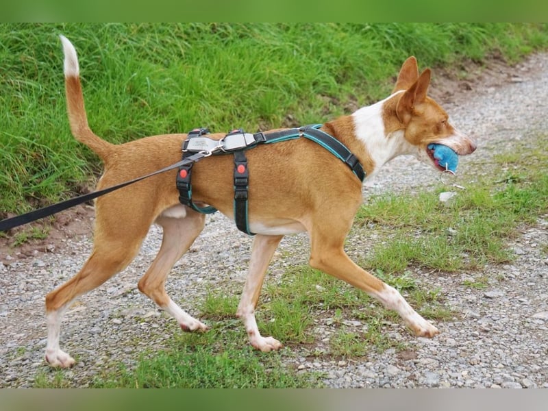 Notfall Boomer - Unser Pechvogel verliert schon wieder sein Zuhause