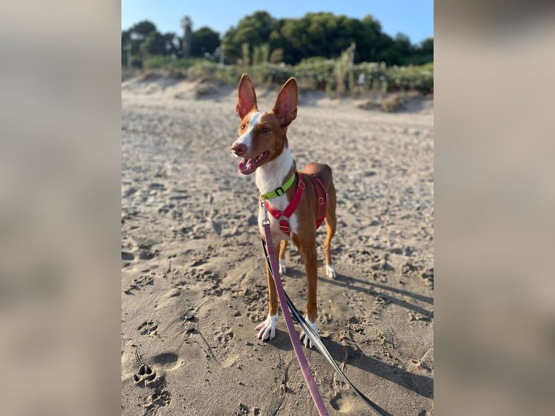 Bosco (Spanien) - sanfte Seele sucht Halt und Geborgenheit