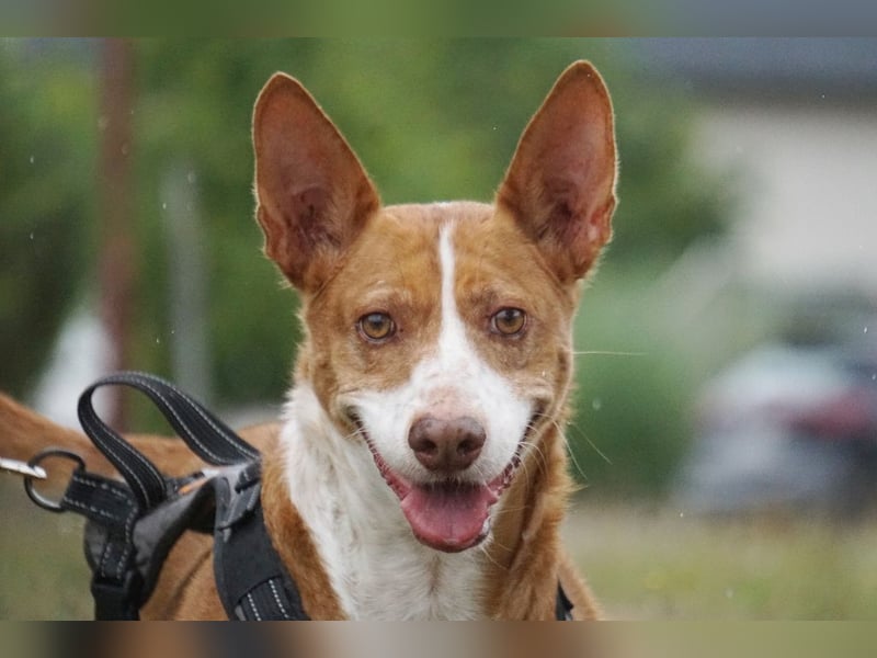 Notfall Boomer - Unser Pechvogel verliert schon wieder sein Zuhause