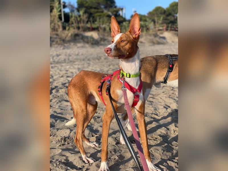 Bosco (Spanien) - sanfte Seele sucht Halt und Geborgenheit