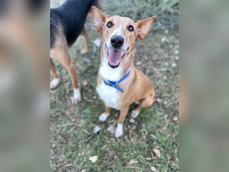 Samira (Spanien) – Lebensfrohe Schmusemaus sucht ihr Glück!