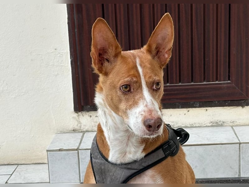 Notfall Boomer - Unser Pechvogel verliert schon wieder sein Zuhause