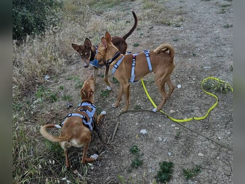 Caramelo (Spanien) – süßer Podenco mit Ringelschwänzchen sucht seine Menschen