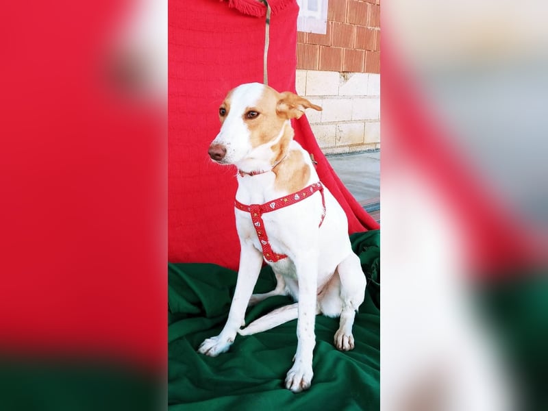 Jara