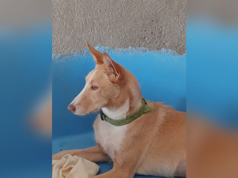 Paz