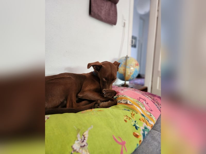 Logan - befindet sich in einer Pflegestelle in 76185 Karlsruhe