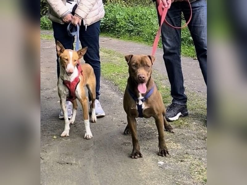 CHESTER - ein Hund zum Verlieben sucht seine Familie