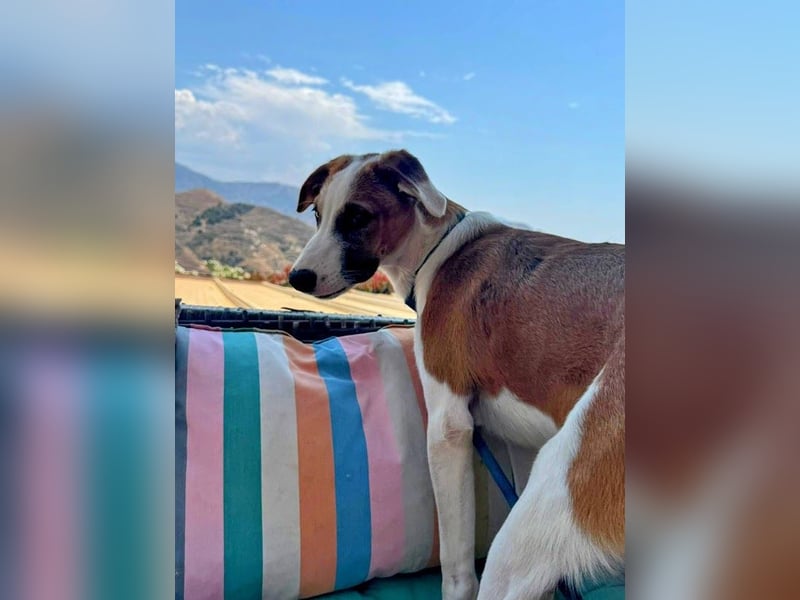 Mocca wünscht sich ein Für-Immer-Zuhause