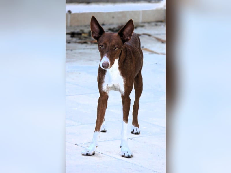 Socks wünscht sich ein eigenes Körbchen