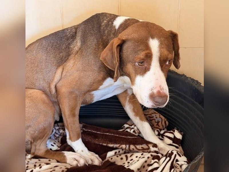 BELLA sucht Ihre Familie!