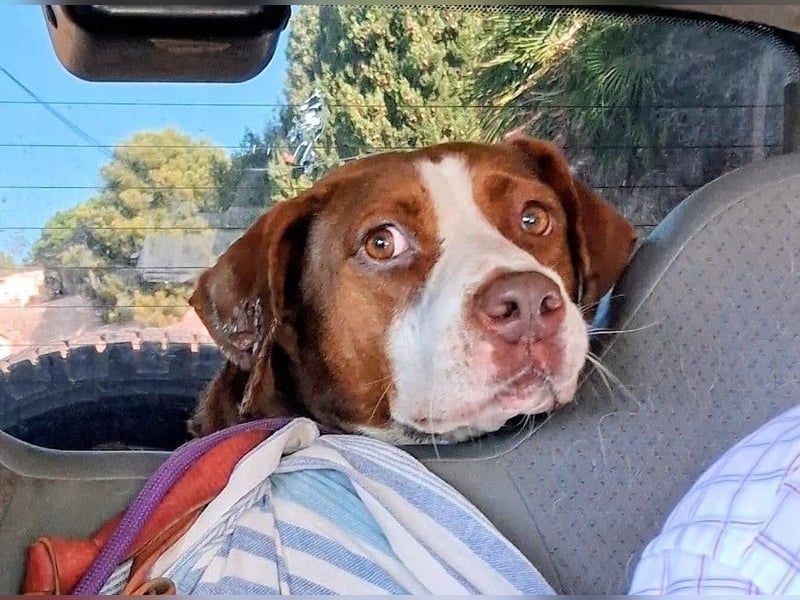 BELLA sucht Ihre Familie!