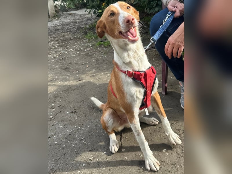 CHESTER - ein Hund zum Verlieben sucht seine Familie