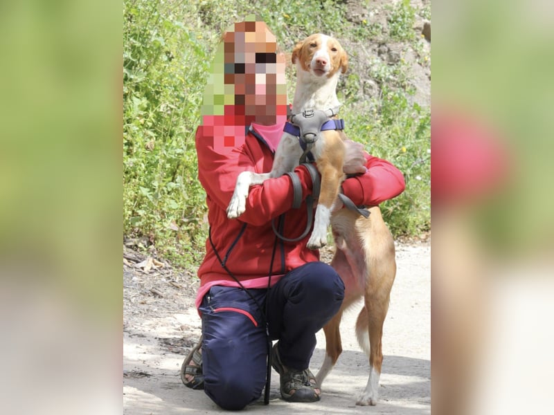 CHESTER - ein Hund zum Verlieben sucht seine Familie