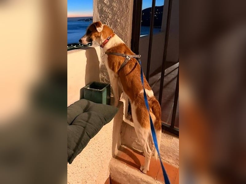 Mocca wünscht sich ein Für-Immer-Zuhause