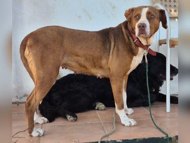 Bella sucht eine Familie