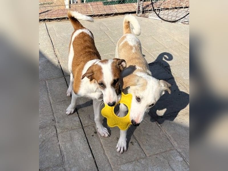 MOCCA wünscht sich ein Für-Immer-Zuhause