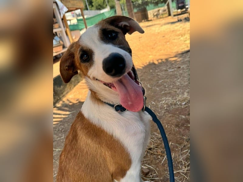 Mocca wünscht sich ein Für-Immer-Zuhause