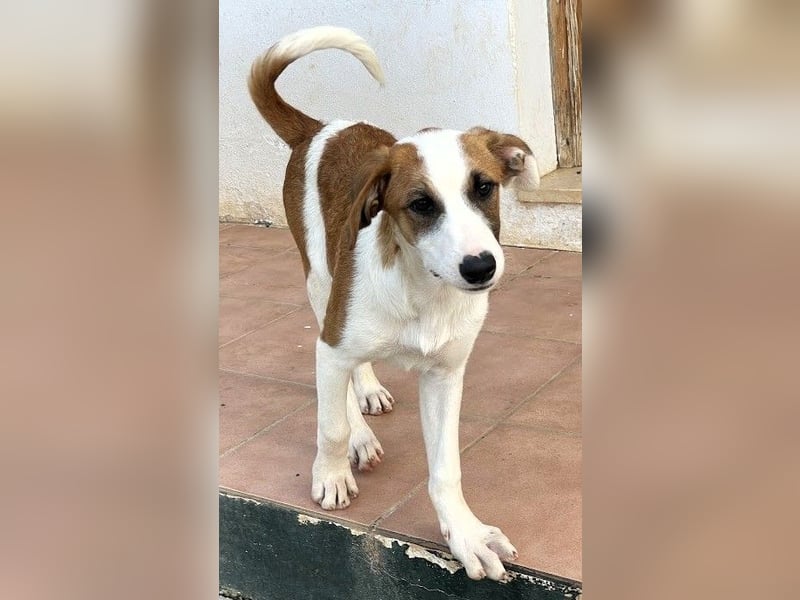 Mocca wünscht sich ein Für-Immer-Zuhause