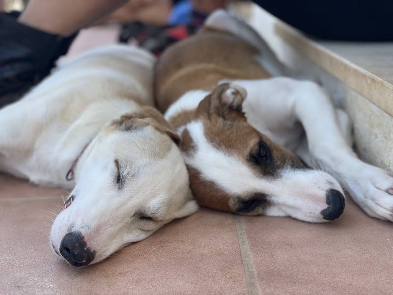 MOCCA wünscht sich ein Für-Immer-Zuhause