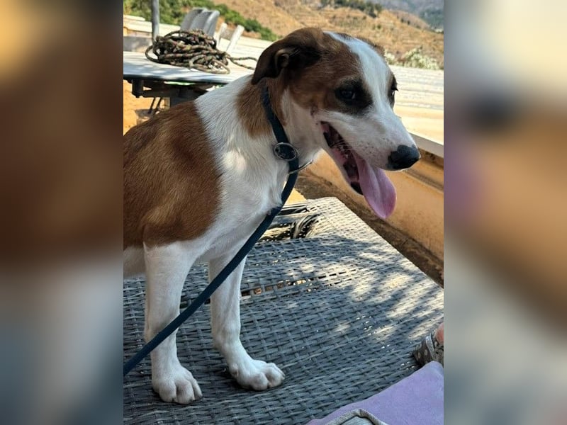 MOCCA wünscht sich ein Für-Immer-Zuhause