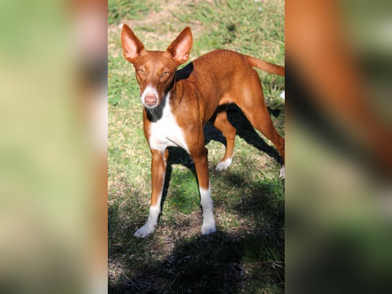 Socks wünscht sich ein eigenes Körbchen