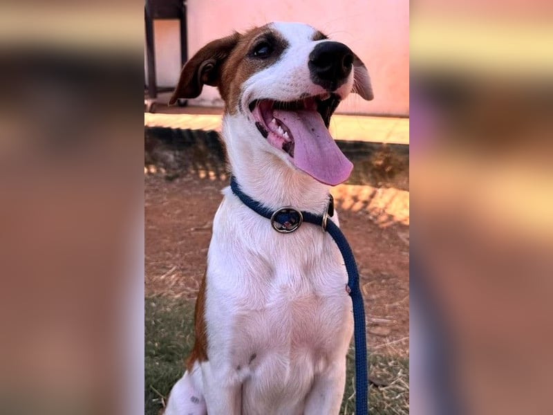 MOCCA wünscht sich ein Für-Immer-Zuhause