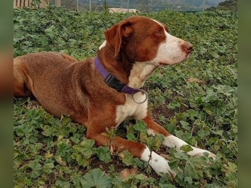 BELLA sucht ihre Familie!