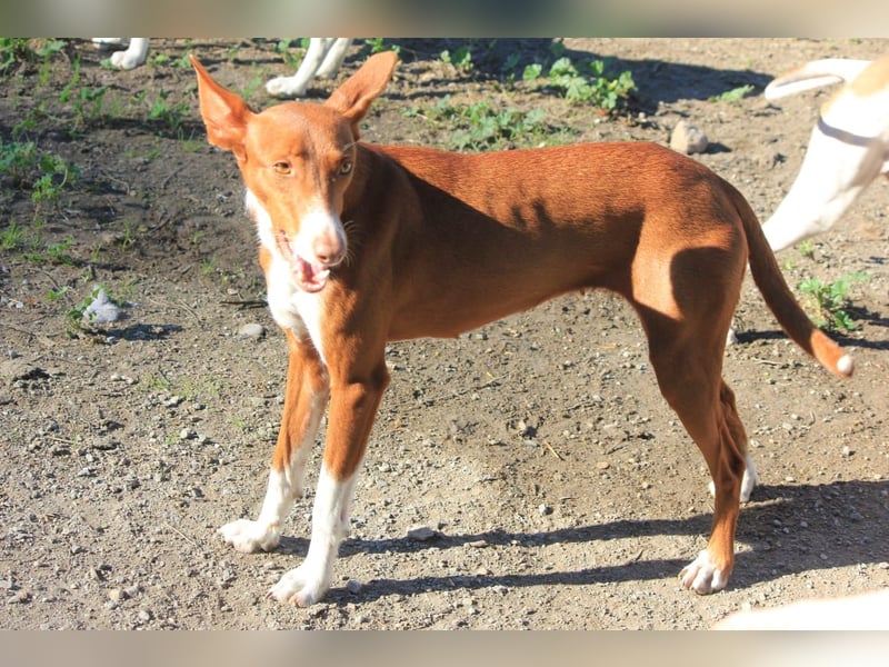 Socks wünscht sich ein eigenes Körbchen
