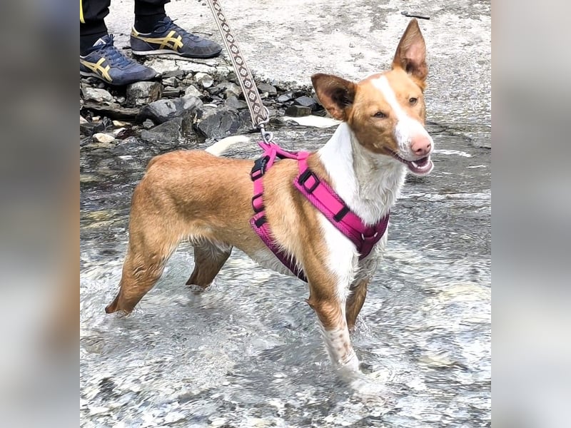 CHESTER - ein Hund zum Verlieben sucht seine Familie