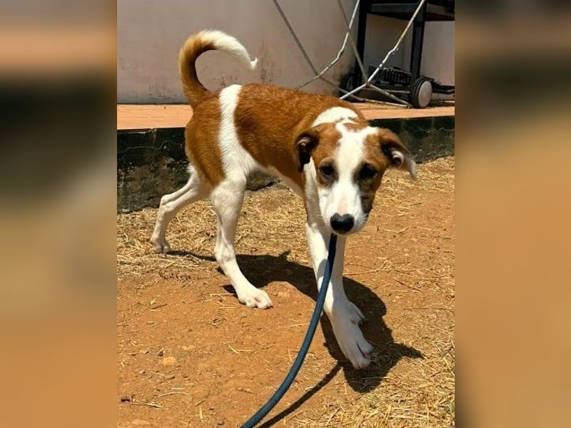 Mocca wünscht sich ein Für-Immer-Zuhause