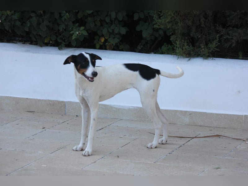 SUKI sucht ihren Partner-in-Crime