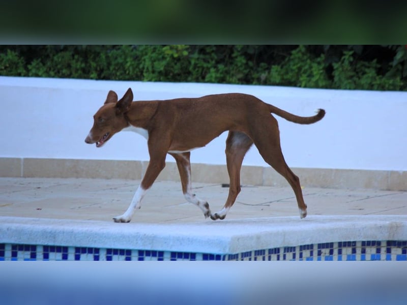 Socks wünscht sich ein eigenes Körbchen