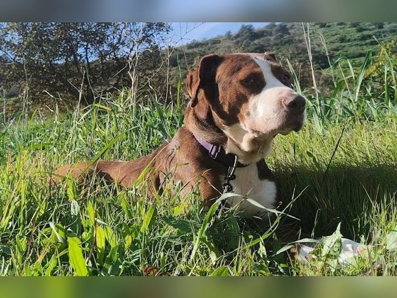 BELLA sucht ihre Familie!