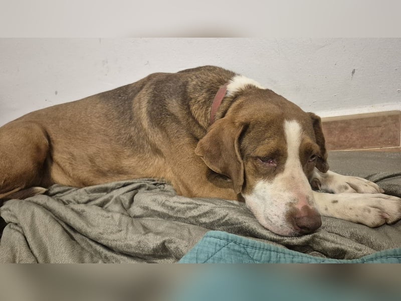 BELLA sucht Ihre Familie!