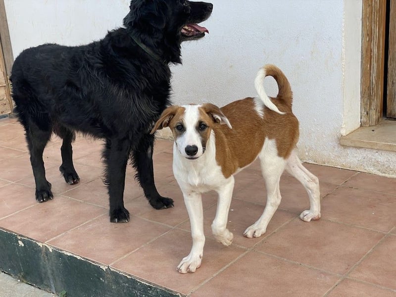 Mocca wünscht sich ein Für-Immer-Zuhause