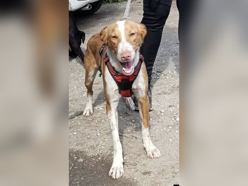 CHESTER - ein Hund zum Verlieben sucht seine Familie