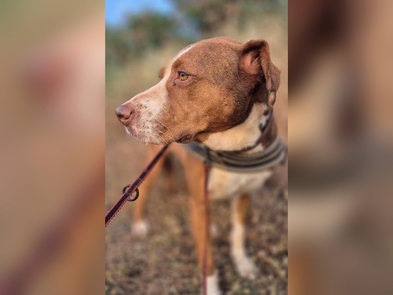 BELLA sucht Ihre Familie!