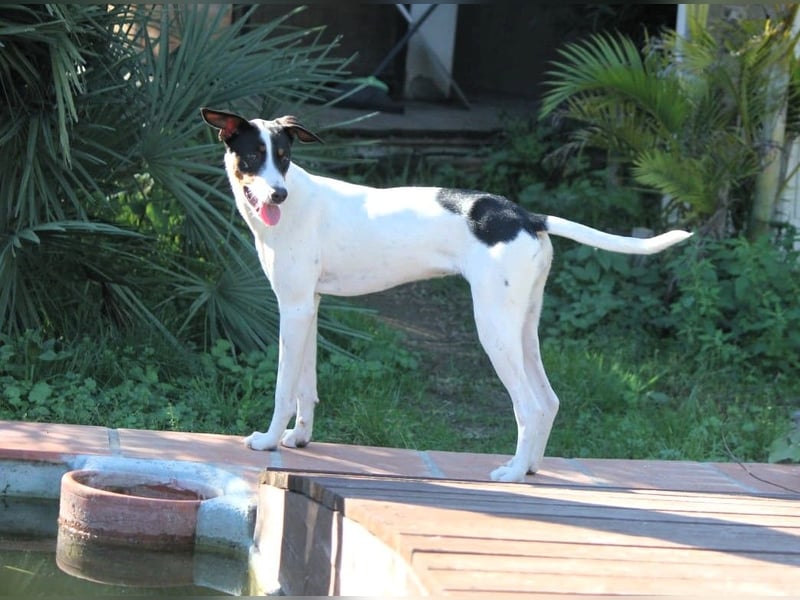 Suki sucht ihren Partner-in-Crime