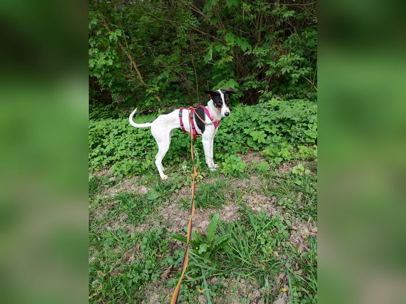 SUKI sucht ihren Partner-in-Crime
