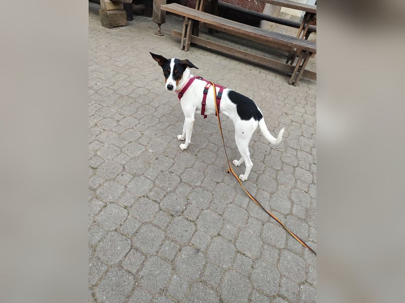 SUKI sucht ihren Partner-in-Crime