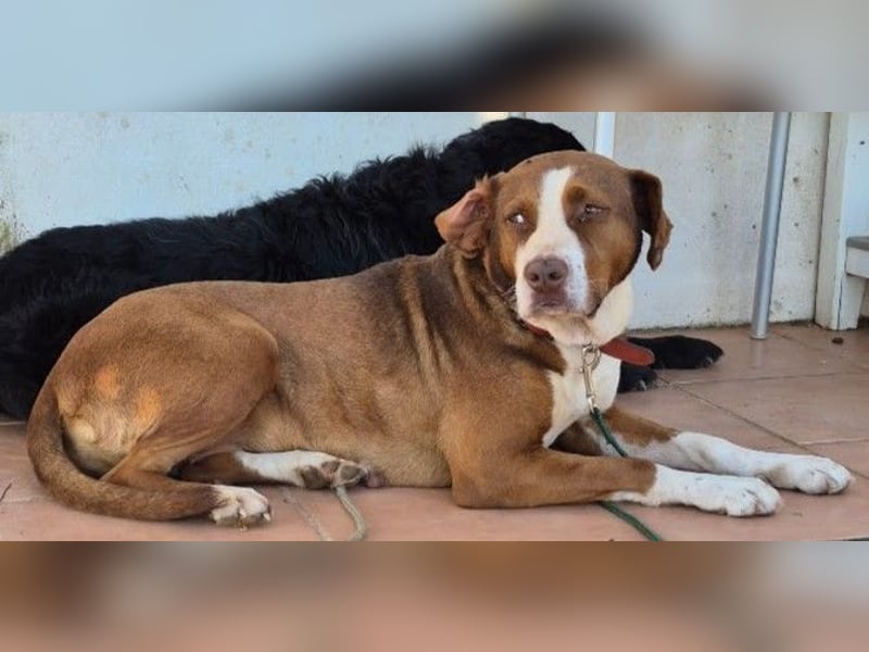 BELLA sucht Ihre Familie!