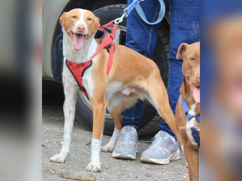 CHESTER - ein Hund zum Verlieben sucht seine Familie