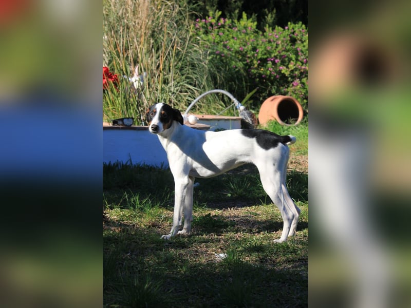 Süße Suki sucht eine liebevolle Familie