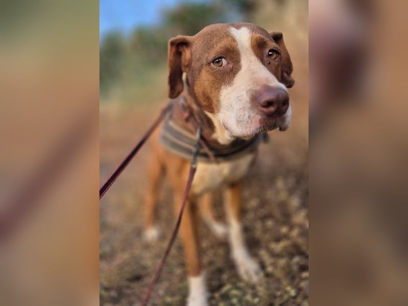 BELLA sucht Ihre Familie!