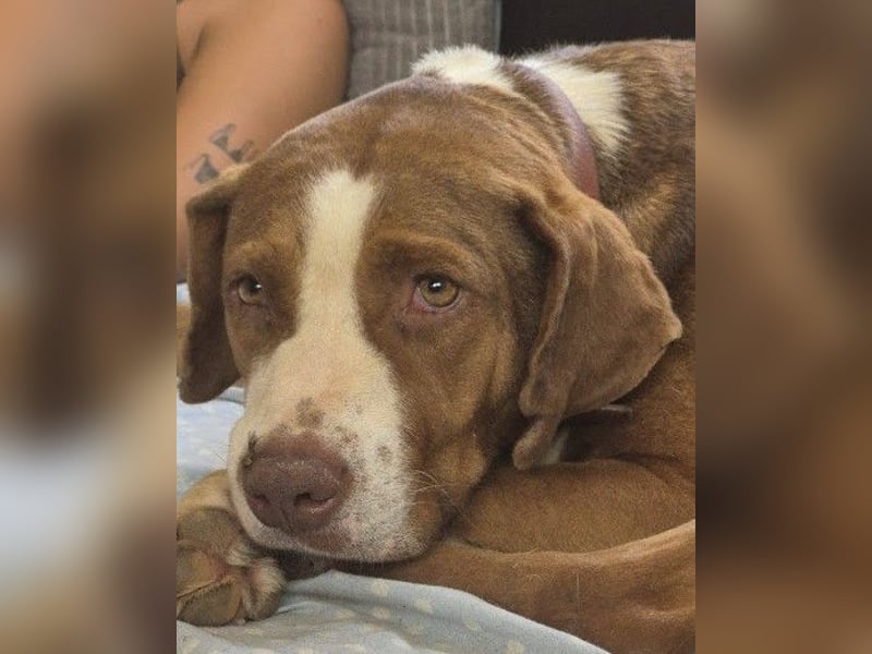 BELLA sucht Ihre Familie!