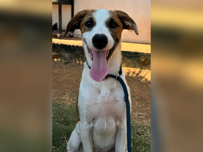 Mocca wünscht sich ein Für-Immer-Zuhause