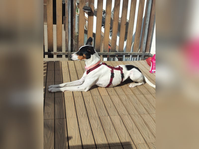 SUKI sucht ihren Partner-in-Crime