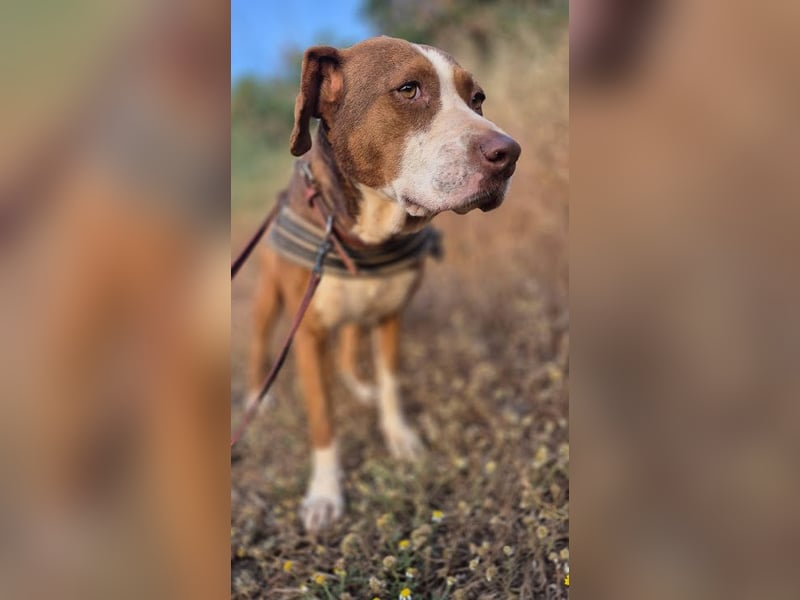 Bella sucht eine Familie