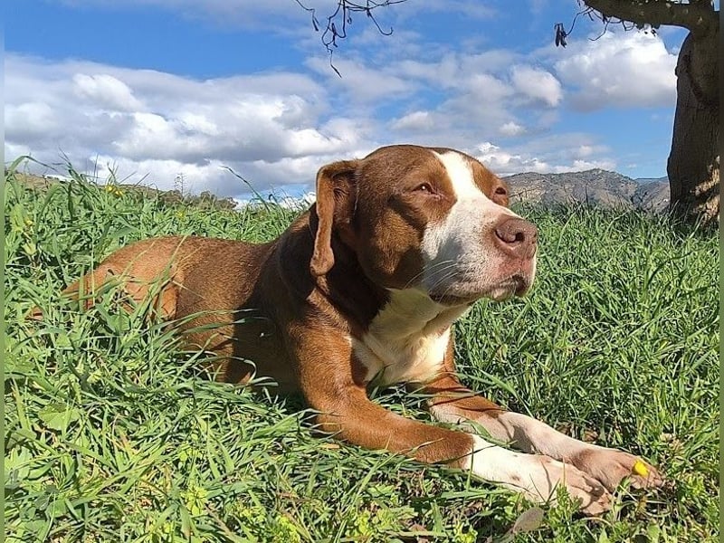 Bella sucht eine Familie